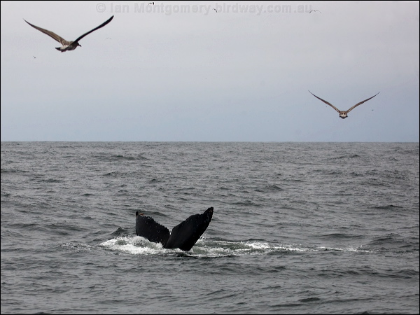 Humpback Whale humpback_whale_n_107576.psd