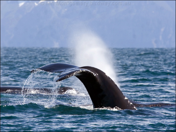 Humpback Whale humpback_whale_n_67549.psd