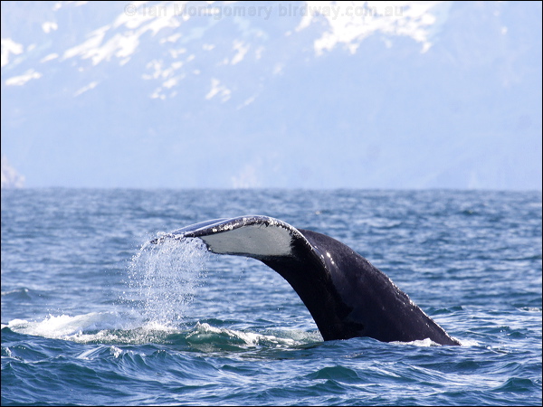 Humpback Whale humpback_whale_n_67554.psd