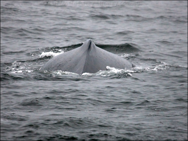 Humpback Whale humpbacked_whale_107030.psd