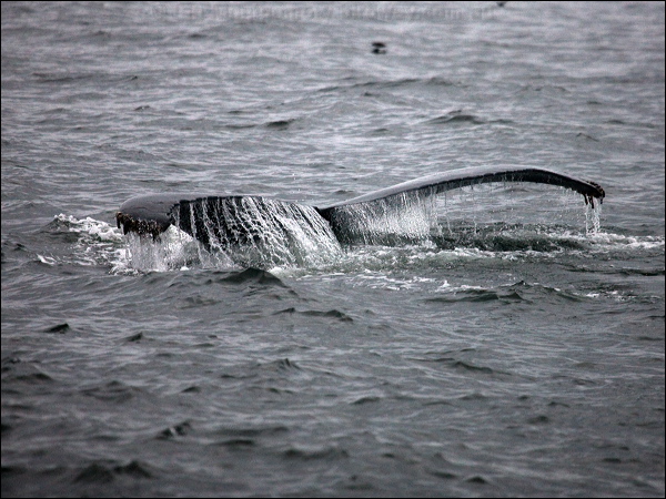 Humpback Whale humpbacked_whale_107038.psd