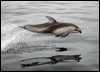 Click here to enter gallery and see photos/pictures/images of Pacific White-sided Dolphin
