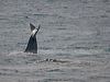 south_right_whale_216368