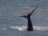 Click here to enter Southern Right Whale photo gallery