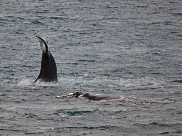 Southern Right Whale south_right_whale_216367.psd