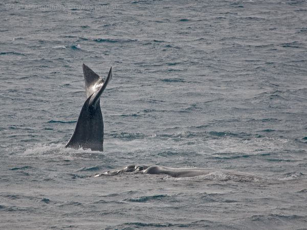 Southern Right Whale south_right_whale_216368.psd