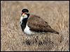 banded_lapwing_106037