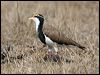 banded_lapwing_106045