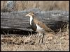 banded_lapwing_106114
