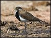 banded_lapwing_106144