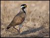 banded_lapwing_106194