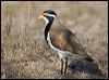 banded_lapwing_106198
