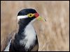 banded_lapwing_106210