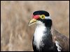 Click here to enter gallery and see photos of Banded Lapwing