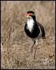 banded_lapwing_106226