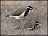 banded_lapwing_106245