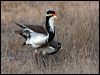 banded_lapwing_106247