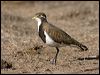 banded_lapwing_106261