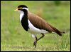banded_lapwing_40871