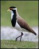 banded_lapwing_40890