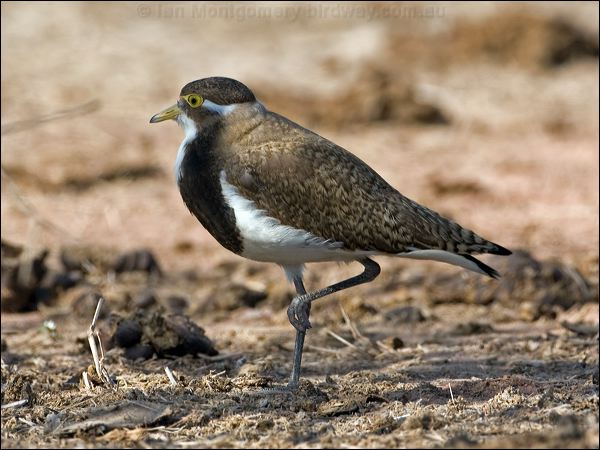 Banded Lapwing banded_lapwing_106144.psd