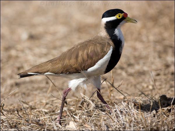 Banded Lapwing banded_lapwing_106182.psd