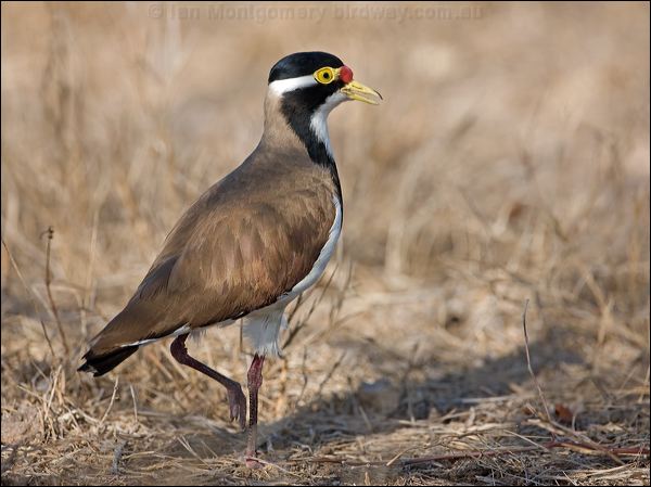 Banded Lapwing banded_lapwing_106194.psd