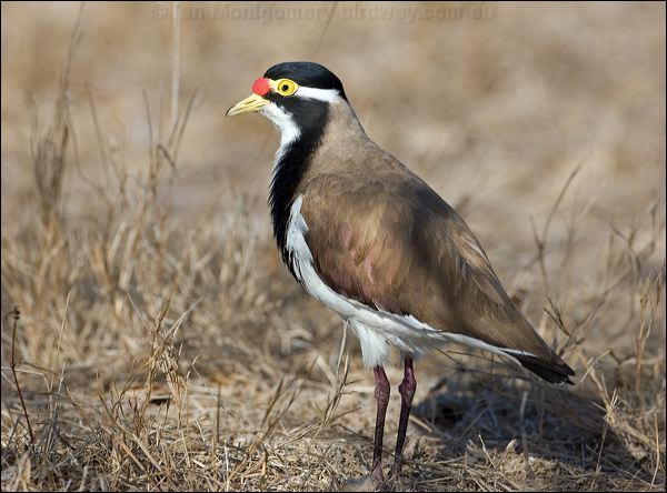 Banded Lapwing banded_lapwing_106198.psd