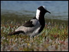 Click here to enter gallery and see photos of Blacksmith Lapwing