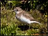 double_band_plover_124394