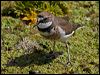 double_band_plover_124406
