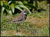 double_band_plover_124408