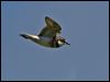 double_band_plover_124622