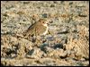 double_banded_plover_00653
