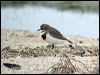 double_banded_plover_03718