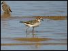 double_banded_plover_16160