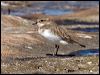 double_banded_plover_85329