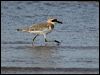 Click here to enter gallery and see photos of Greater Sand Plover