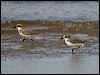 greater_sand_plover_157436