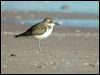 greater_sand_plover_40249