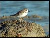 greater_sand_plover_40252