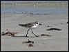 greater_sand_plover_96631