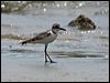 greater_sand_plover_97285