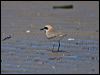 greater_sand_plover_98849