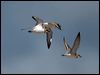 greater_sand_plover_98850