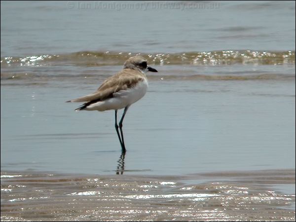 Greater Sand Plover greater_sand_plover_40641.psd