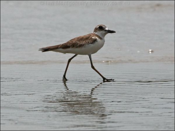 Greater Sand Plover greater_sand_plover_97294.psd