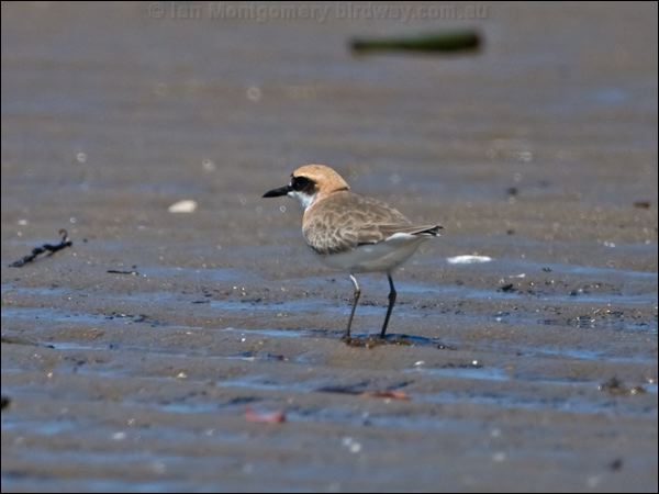 Greater Sand Plover greater_sand_plover_98849.psd