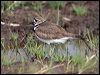 Click here to enter gallery and see photos of Killdeer