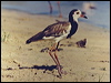 Click here to enter gallery and see photos of Long-toed Lapwing